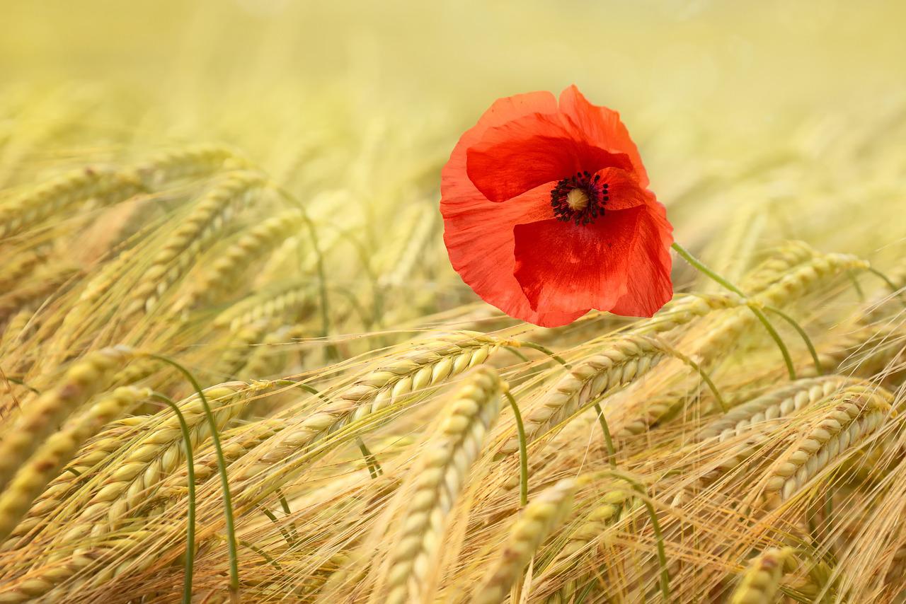 Déco, fleurs, séchées, décoration, fleurs séchées, été, balade, fleur, bouquet, blé, déco campagne, DIY, fait maison, tissage végétal, tissage, bouquet de moisson, Touraine,
